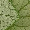 Brunnera macrophylla 'Jack Frost', leaves