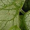 Brunnera macrophylla 'Jack Frost', leaves