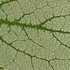Brunnera macrophylla 'Jack Frost', leaves
