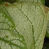 Brunnera macrophylla 'Jack Frost', leaves