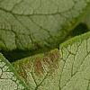 Brunnera macrophylla 'Jack Frost', leaves