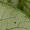 Brunnera macrophylla 'Jack Frost', leaves