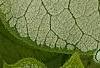 Brunnera macrophylla 'Jack Frost', leaves