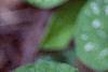 Brunnera macrophylla 'Langtrees', flowers