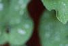 Brunnera macrophylla 'Langtrees', flowers