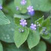 Brunnera macrophylla 'Langtrees', flowers