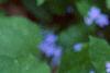 Brunnera macrophylla 'Langtrees', flowers