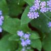 Brunnera macrophylla 'Langtrees', flowers