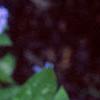 Brunnera macrophylla 'Langtrees', flowers