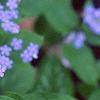 Brunnera macrophylla 'Langtrees', flowers
