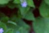 Brunnera macrophylla 'Langtrees', flowers