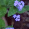 Brunnera macrophylla 'Langtrees', flowers