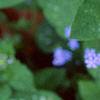 Brunnera macrophylla 'Langtrees', flowers