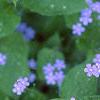 Brunnera macrophylla 'Langtrees', flowers