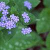 Brunnera macrophylla 'Langtrees', flowers