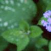 Brunnera macrophylla 'Langtrees', flowers