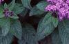 Heliotropium arborescens 'Marine', flowers