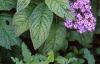 Heliotropium arborescens 'Marine', flowers