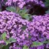 Heliotropium arborescens 'Marine', flowers
