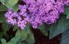 Heliotropium arborescens 'Marine', flowers