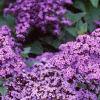 Heliotropium arborescens 'Marine', flowers