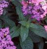 Heliotropium arborescens 'Marine', flowers