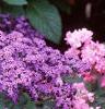 Heliotropium arborescens 'Marine', flowers