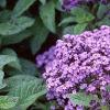 Heliotropium arborescens 'Marine', flowers