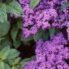 Heliotropium arborescens 'Marine', flowers