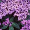 Heliotropium arborescens 'Marine', flowers