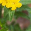 Lithospermum canescens, flowers