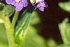 Pseudomertensia echioides, flowers