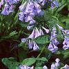 Mertensia virginica, habit