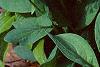 Mertensia virginica, habit