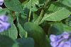 Mertensia virginica, habit