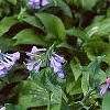 Mertensia virginica, habit