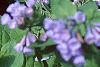 Mertensia virginica, habit