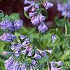 Mertensia virginica, habit