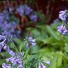 Mertensia virginica, habit