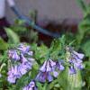 Mertensia virginica, habit