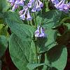 Mertensia virginica, habit