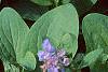 Mertensia virginica, habit