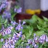 Mertensia virginica, habit