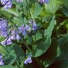Mertensia virginica, habit