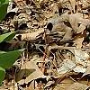 Mertensia virginica, habit