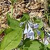 Mertensia virginica, habit