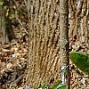 Mertensia virginica, habit