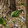 Mertensia virginica, habit