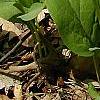 Mertensia virginica, habit