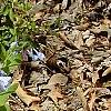 Mertensia virginica, habit
